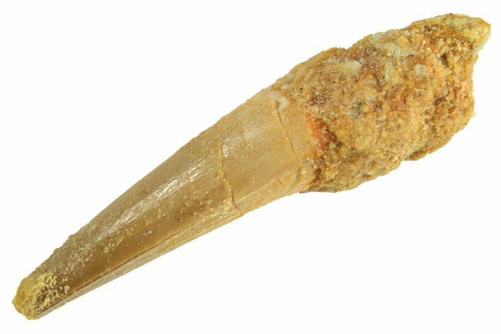 Fossil Spinosaurus Tooth - Real Dinosaur Tooth #296931